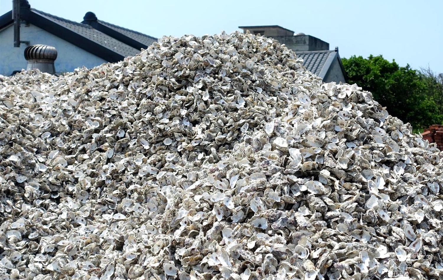 MESH FROM OYSTER-SHELLS
